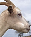 Goat chewing cud.jpg
