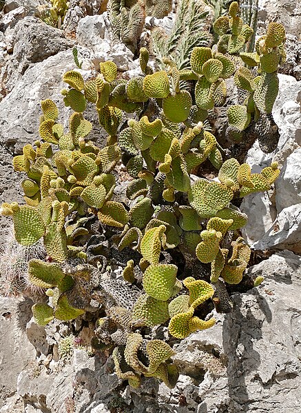 File:Golden Bristle Cactus (Opuntia microdasys f.cristata) (35801741435).jpg