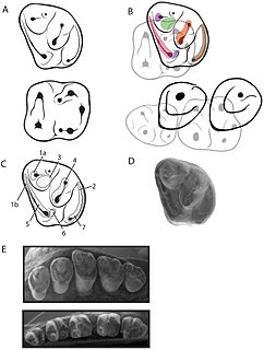 <i>Gomphos</i>