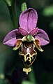 Ophrys heldreichii (Griechenland)