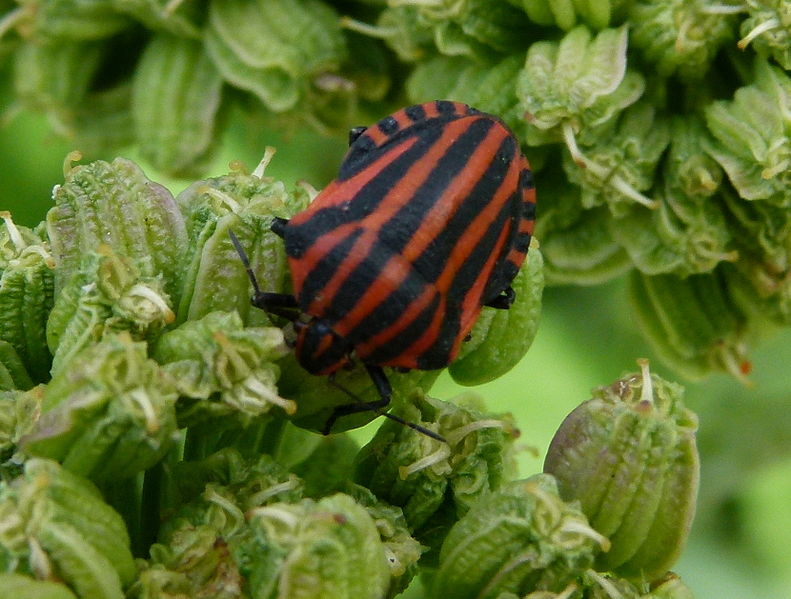 File:Graphosoma lineatum jardin des plantes.JPG