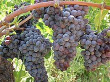 DNA evidence suggest that Mantonico bianco is one of the parent varieties to the red Calabrian wine grape Gaglioppo (pictured). Grappolo d'uva Gaglioppo in Calabria.jpg