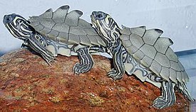 Горбатая шишковатая черепаха (Graptemys nigrinoda)