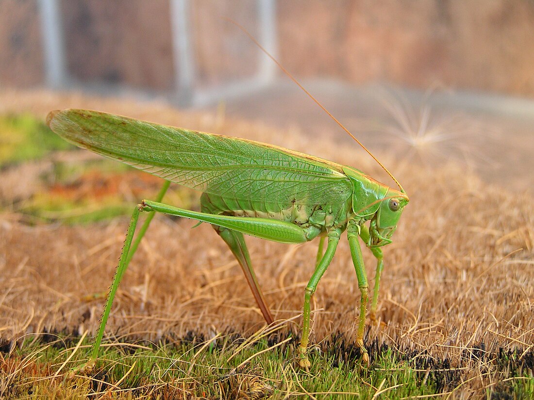 Tettigonia