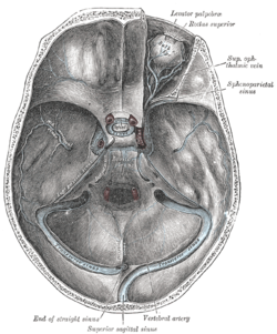 The sinuses at the base of the skull. (Superior ophthalmic vein labeled at upper right.)