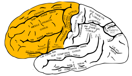 Gray726 frontal lobe