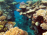 A submerged outcrop covered by a variety of corals