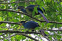 a pair at Kibale Forest, Uganda