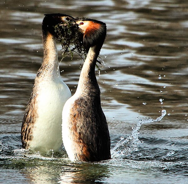 Great crested grebes perform a complex synchronised courtship display.