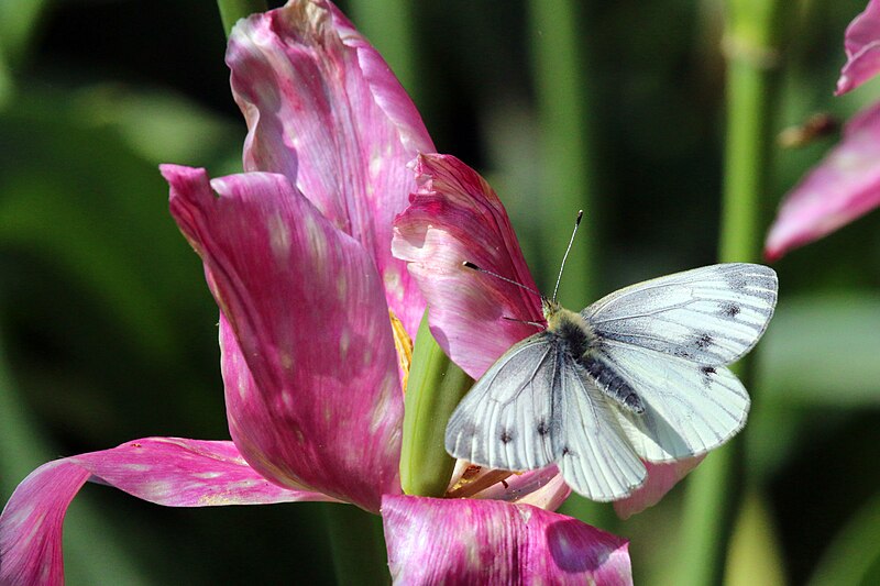 File:Green-veined white (Pieris napi).jpg