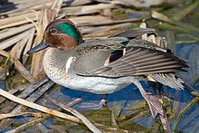 Pato verde azulado americano (macho)