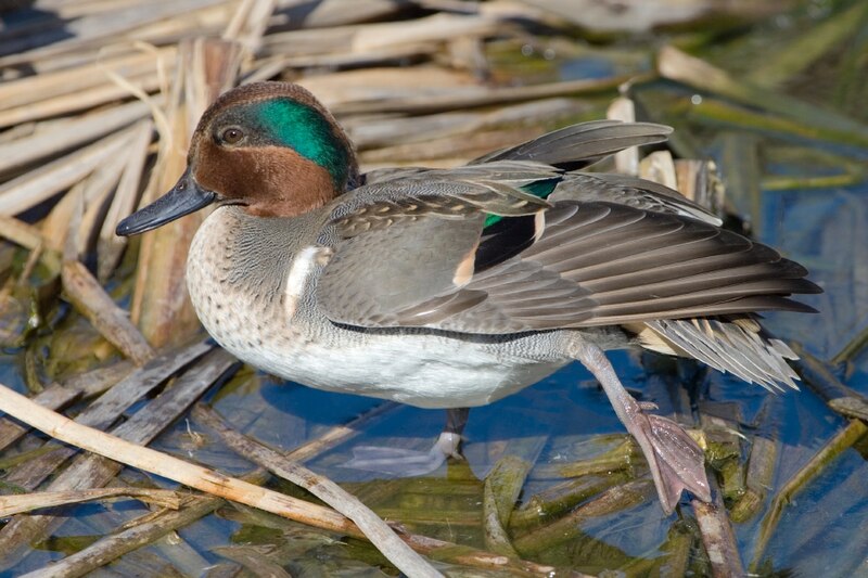 juvenile blue wing teal