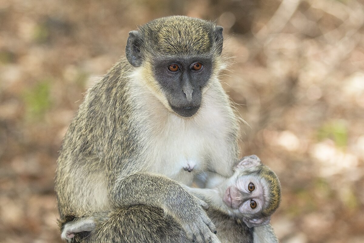 Mono Verde Chlorocebus Sabaeus Foto de stock y más banco de imágenes de  Cercopiteco verde - Cercopiteco verde, Mono - Primate, Barbados - iStock