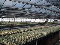 Liners being grown in a greenhouse. Greenhouse 1.JPG