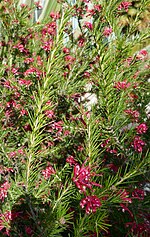 Vignette pour Grevillea rosmarinifolia