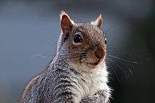 Squirrel posing