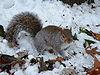 Grey squirrel in snow.jpg