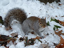 Uno scoiattolo grigio nella neve: in inverno la specie non va in letargo.