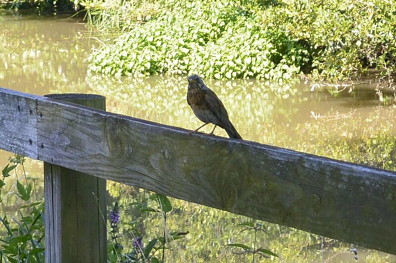 File:Grive litorne (Turdus pilaris) - 4263.jpg