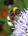 Miniatuur voor Grote veldhommel