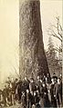 Group of men, women and children in front of large fir tree, probably Washington state, ca 1891 (LAROCHE 130).jpeg