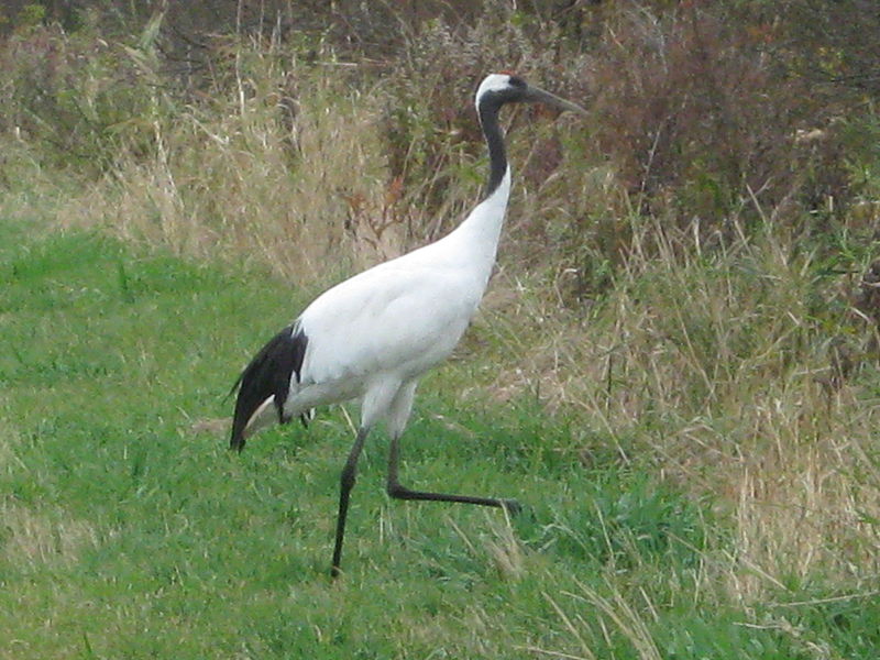 File:Grus japonensis Kushiro 6.jpg