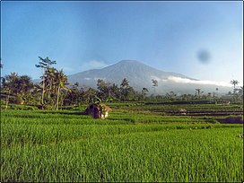 Gunung Slamet dari Sawah Limpakuwus.jpg