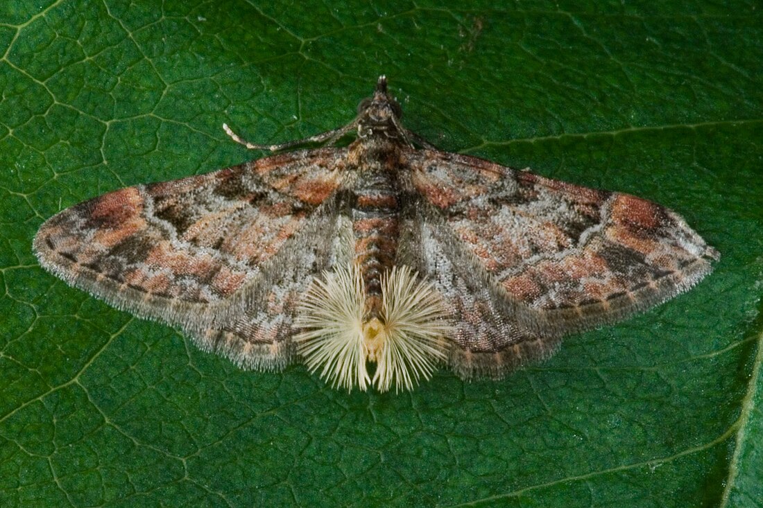 Gymnoscelis rufifasciata