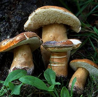 <i>Gyroporus castaneus</i> Species of fungus
