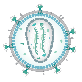 Diagram of HIV structure