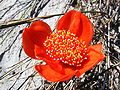 Haemanthus pubescens L.f (3).jpg