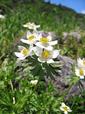 Anemonastrum narcissiflorum üçün miniatür