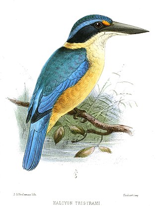 <span class="mw-page-title-main">Melanesian kingfisher</span> Species of bird
