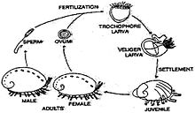 Life cycle of Haliotis cracherodii Haliotis cracherodii life cycle.jpg