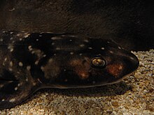 Identifying traits of the dark shyshark include its wide flattened head, broadly rounded snout, and ornate coloration Haploblepharus pictus newport 2.jpg