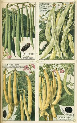 Variétés françaises de haricots de la fin du XIXe siècle. Source : Les plantes potagères, Vilmorin-Andrieux et Cie, 2e édition, Paris 1891