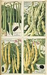 Haricots - Plantes potagères Vilmorin-Andrieux et Cie.jpg