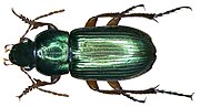 Miniatura para Harpalus affinis