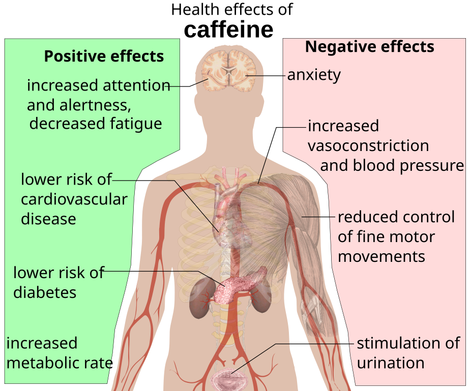 Effects of Caffeine