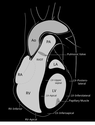 File:Heart left anterior oblique nuclear.svg