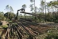 Heavy equipment is used to remove downed logs.jpg