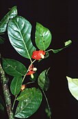 Heisteria acuminata