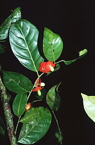 Heisteria acuminata 1.jpg