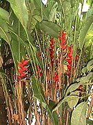 Heliconia (Heliconiaceae)
