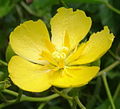 Helmiopsiella (Malvaceae)