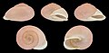 * Nomination Shell of a small La Gomerian land snail, Hemicycla distensa --Llez 06:13, 22 March 2024 (UTC) * Promotion  Support Good quality. --Nikride 08:22, 22 March 2024 (UTC)