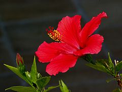 День гибискуса. Гибискус Rosa sinensis. Каркаде (гибискус). Hibiscus Rosa-sinensis. Гибискус сабдариффа.