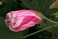 Hibiscus splendens, planta silvae pluvialis in Australia orientali