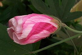 Hibiscus splendens, a rainforest plant from éastern Australia.