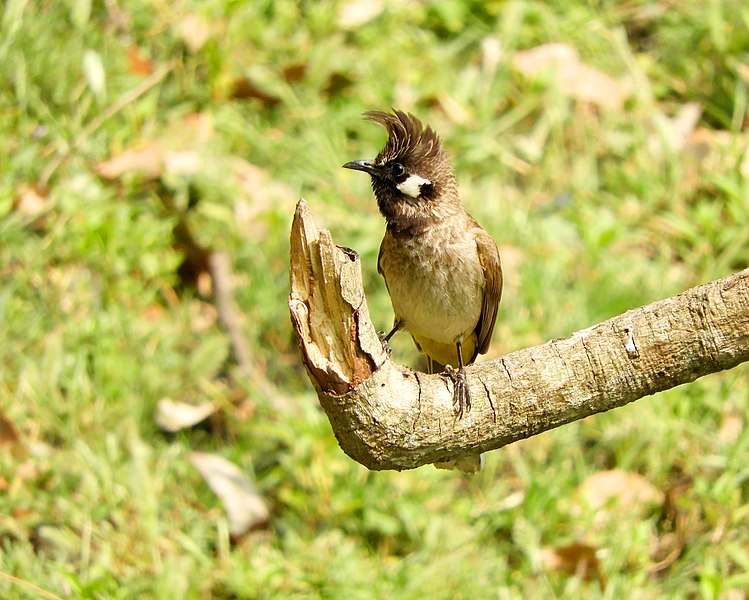 File:Himalayan Bulbul scientific name Pycnonotus leucogenys at Sattal Kumaon India DSCN1231 1.jpg